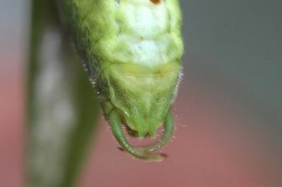 BAUDAIN