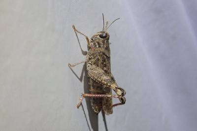 <i>Calliptamus italicus</i>