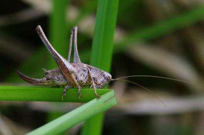 <i>Pholidoptera griseoaptera</i>