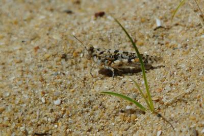 <i>Sphingonotus</i>