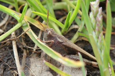 <i>Aiolopus strepens</i>