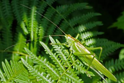 <i>Tettigonia viridissima</i>