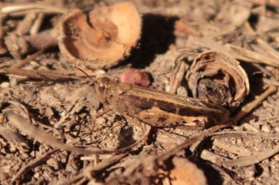 <i>Aiolopus strepens</i>