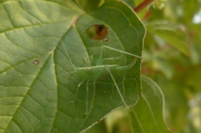 <i>Meconema meridionale</i>