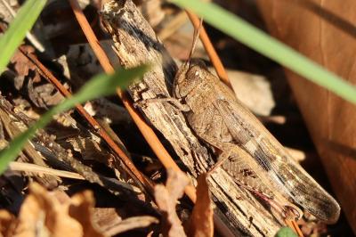 <i>Aiolopus strepens</i>