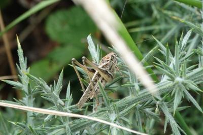 <i>Platycleis affinis</i>