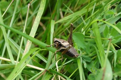 <i>Pholidoptera griseoaptera</i>