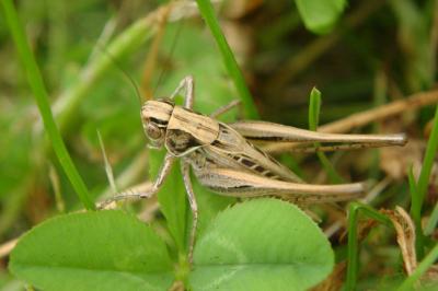 <i>Tessellana tessellata</i>