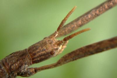 <i>Clonopsis gallica</i>