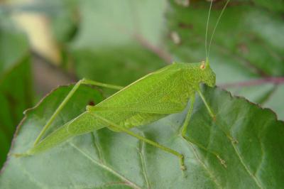 <i>Phaneroptera nana</i>