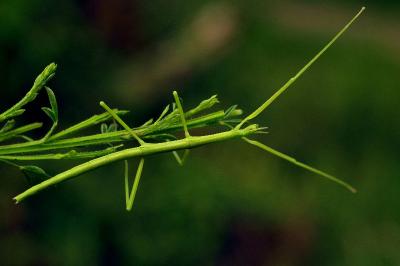 <i>Clonopsis gallica</i>