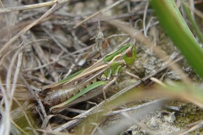 <i>Stenobothrus stigmaticus</i>