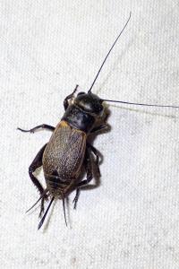 <i>Gryllus campestris</i>