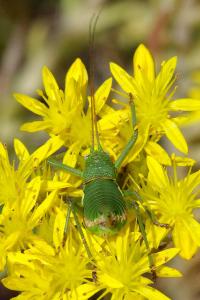<i>Uromenus rugosicollis</i>