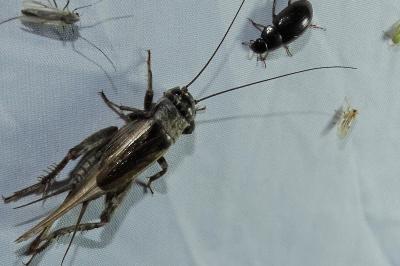 <i>Eumodicogryllus bordigalensis</i>