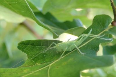 <i>Meconema thalassinum</i>
