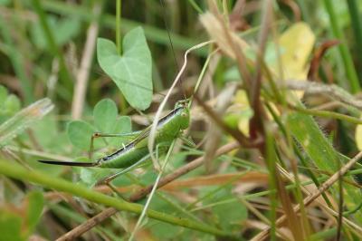 <i>Conocephalus fuscus</i>