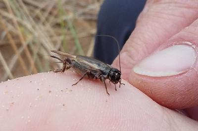 <i>Eumodicogryllus bordigalensis</i>