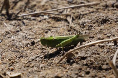 <i>Epacromius tergestinus</i>