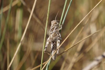<i>Oedaleus decorus</i>