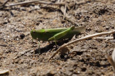 <i>Epacromius tergestinus</i>