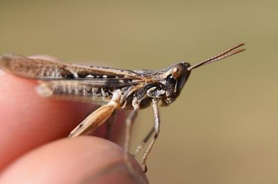 Calephorus compressicornis