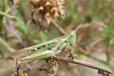 Calephorus compressicornis
