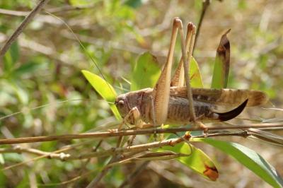 <i>Platycleis intermedia</i>