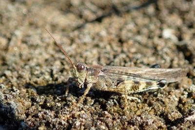 <i>Epacromius tergestinus</i>