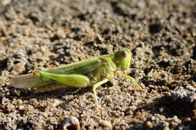 <i>Epacromius tergestinus</i>