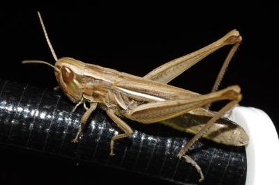 <i>Chorthippus albomarginatus</i>