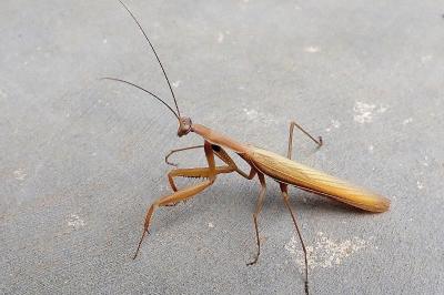 <i>Mantis religiosa</i>