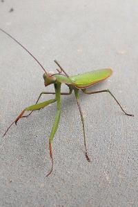 <i>Mantis religiosa</i>