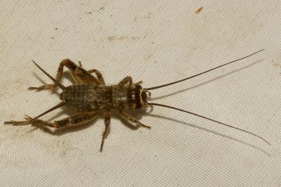 <i>Eumodicogryllus bordigalensis</i>