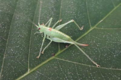 <i>Meconema meridionale</i>