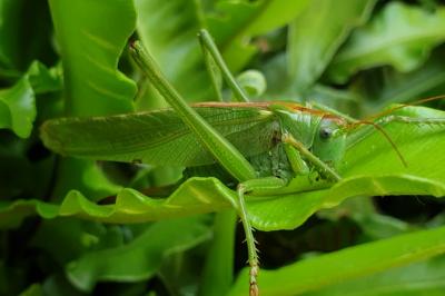 <i>Tettigonia viridissima</i>