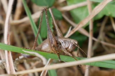 <i>Pholidoptera griseoaptera</i>