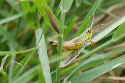 <i>Pseudochorthippus parallelus</i>