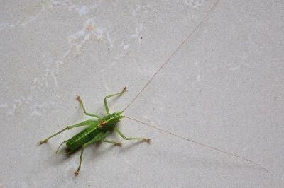 <i>Meconema meridionale</i>