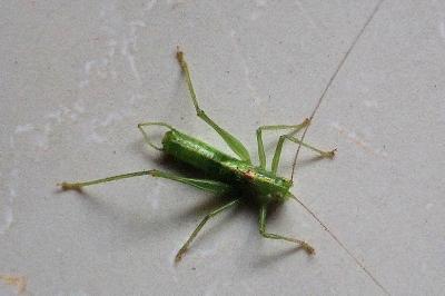<i>Meconema meridionale</i>