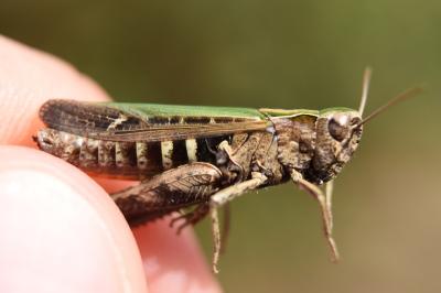 <i>Omocestus rufipes</i>
