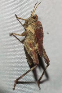 <i>Tetrix undulata</i>