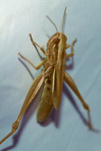 <i>Euchorthippus declivus</i>