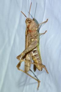 <i>Chorthippus biguttulus/brunneus</i>