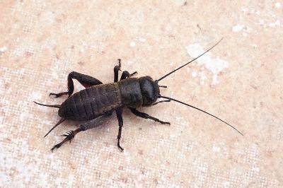 <i>Gryllus campestris</i>