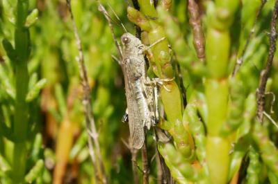 <i>Epacromius tergestinus</i>