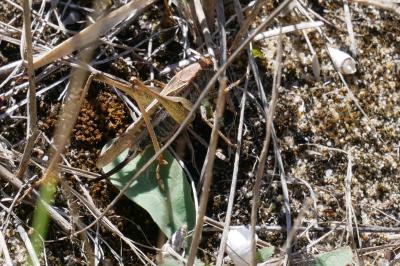 <i>Platycleis affinis</i>