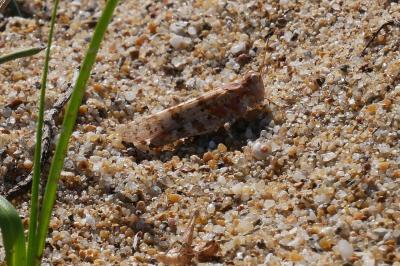 <i>Sphingonotus caerulans</i>