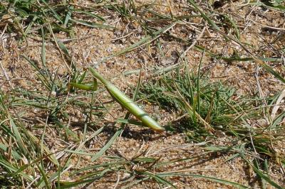 <i>Mantis religiosa</i>