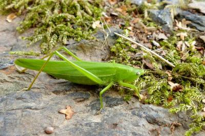 <i>Ruspolia nitidula</i>
